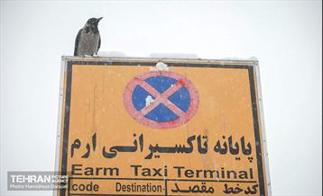 بارش برف زمستانی در شمیران  15