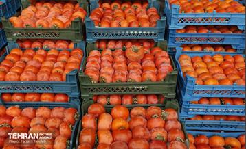 پنجمین جشنواره خرمالوی کن 3