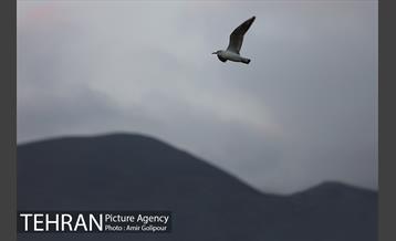 روزهای بهاری دریاچه شهدای خلیج فارس‎ 11