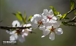 و اینک بهار 18