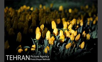 باغ ایرانی (بوستان مهندس مختاری) 3