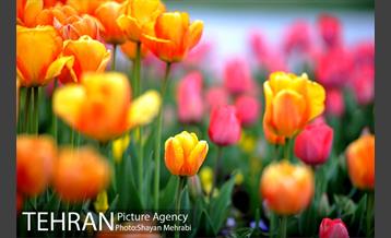 رویش گل های لاله در میدان آزادی 40
