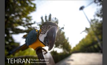 باغ پرندگان فاز دوم 3