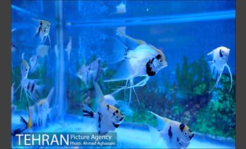 آکواریوم پارک شهر 8