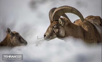 حیات وحش تهران  31