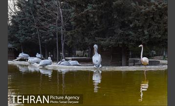 باغ پرندگان 25