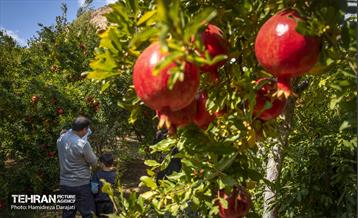 یـاقوت سرخ  13