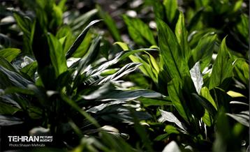 افتتاح پروژه‌های منطقه ۱۴ 17