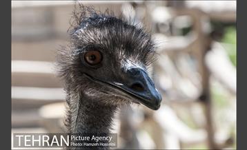 باغ پرندگان تهران 41