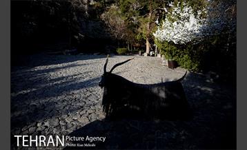 بوستان جمشیدیه (باغ سنگی جمشیدیه) 33