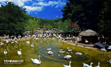 باغ پرندگان / شایان محرابی