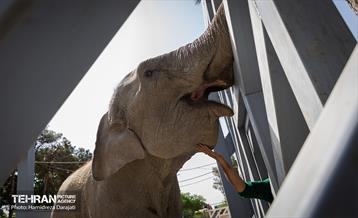 «مایسا» یکساله شد 7