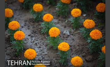 گلکاری در خیابان ولیعصر 16