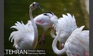 باغ پرندگان تهران 66