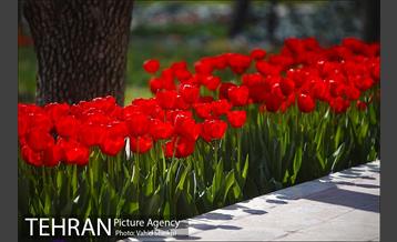 رویش گل های لاله در باغ ایرانی 11