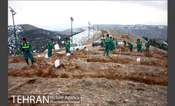 کاشت ۱۰۰ هزار اصله نهال در پارک جنگلی تلو 3