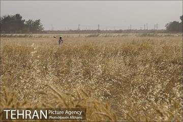 برداشت گندم در مزارع جنوب تهران‎ 21