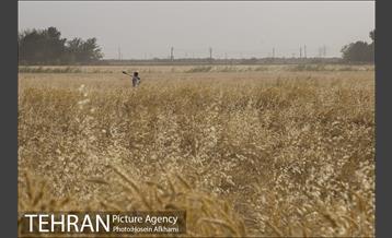 برداشت گندم در مزارع جنوب تهران‎ 21