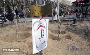 جشن درختکاری در منطقه ۵ 1