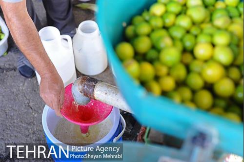 بازار میوه تربار مرکزی 20