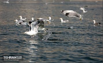 کوچ پرندگان مهاجر به دریاچه شهدای خلیج‌فارس 22
