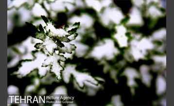 بارش پاییزی برف در ارتفاعات بوستان کوهستانی آبشار تهران‎ 3