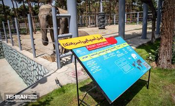 «مایسا» یکساله شد 31