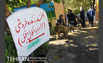 بازار فروش دام در محله طرشت به مناسبت عید قربان 26