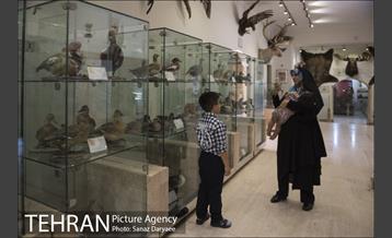 موزه طبیعت و حیات وحش ایران دارآباد‎ 23