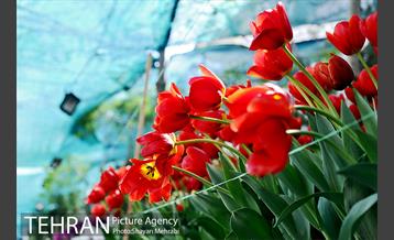 پیاده راه لاله مادران 23