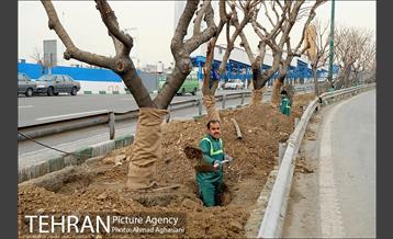 تلاش ویژه شهرداری برای نجات زندگی حدود یکصد درخت اتوبان نیایش 22
