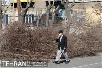 عملیات هرس درختان درمعابر و بوستانهای مناطق تهران 11