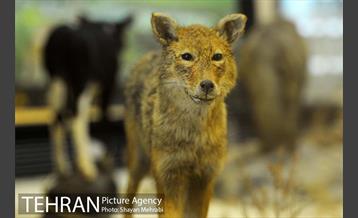 موزه حیات وحش پردیسان 32