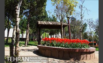 لاله های باغ راه فدک  7