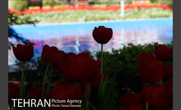 رویش لاله ها در پارک شهر 27