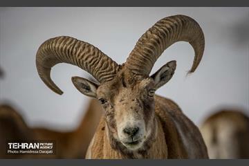 حیات وحش تهران  35