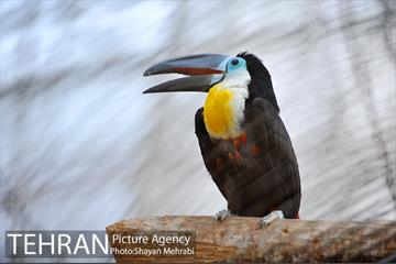 باغ پرندگان تهران 36