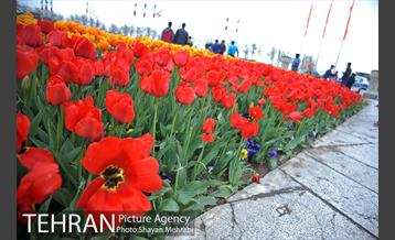 رویش گل های لاله در میدان آزادی 36
