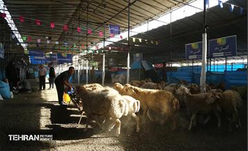 عرضه دام زنده بهداشتی ویژه روز عرفه و عید قربان 29