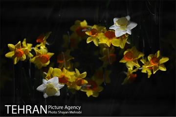 رویش گل های لاله در باغ ایرانی 31