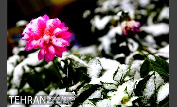 بارش پاییزی برف در ارتفاعات بوستان کوهستانی آبشار تهران‎ 4