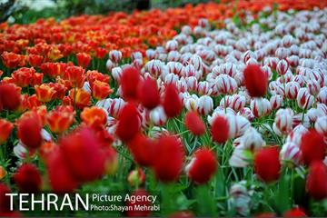 باغ ایرانی (بوستان مهندس مختاری) 43
