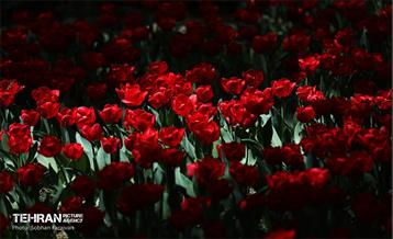 باغ ایرانی میزبان لاله‌ها 19