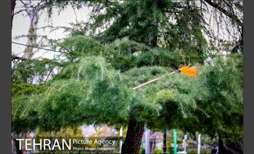 بوستان ملت 15