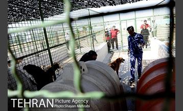 نقاهتگاه سگ های بدون صاحب واقع در آراد کوه 17