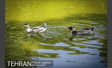 زندگی در قفس 8