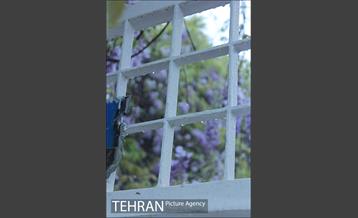 عصر بارانی تهران 4