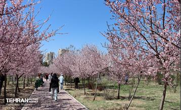 شکوفه‌های بهاری در بوستان سمن‌ها 1