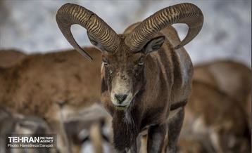 حیات وحش تهران  19