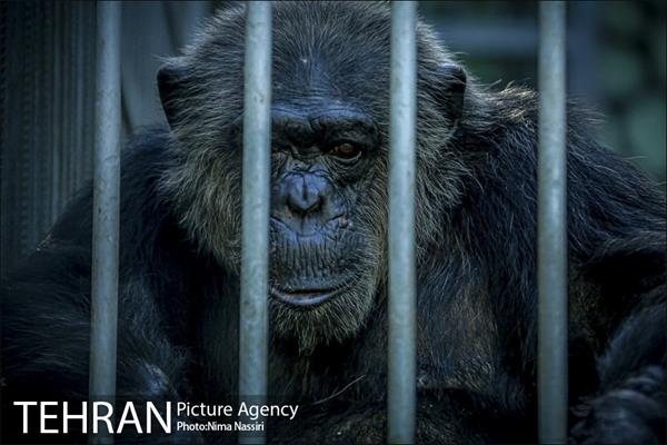 زندگی در قفس 21